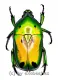 Heterorrhina sexmaculata sexmaculata