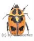 Heterotephraea marginata ( 10 – 14 )