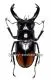 Hexarthrius parryi paradoxus ( 80 – 84 )