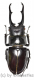 Hexarthrius vitalisi vitalisi ( 60 - 64 )