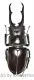Hexarthrius vitalisi vitalisi ( 65 - 69 )