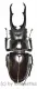 Hexarthrius vitalisi vitalisi ( 60 - 64 )