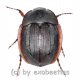 Hexodon unicolor ( 15 - 24 ) A2