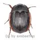 Hexodon unicolor ( 20 - 24 )