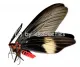 Histia flabellicornis cometaris ( Zygaenidae ) A2