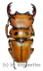 Homoderus mellyi ( 50 – 54 ) A2