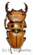 Homoderus mellyi ( 45 – 49 )