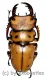 Homoderus mellyi ( 45+ )
