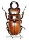 Homoderus mellyi mellyi ( 25 – 29 )