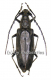 Hoplocerambyx spinicornis ( 35 - 39 )