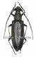 Hoplocerambyx spinicornis ( 40 - 44 )