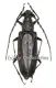 Hoplocerambyx spinicornis ( 35 - 39 )