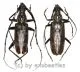 Hoplocerambyx spinicornis ( M 45 - 49 )