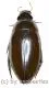 Hydrophilidae spec. #9 ( 35 - 39 )