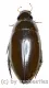 Hydrophilidae spec. #9 ( 35 - 39 )