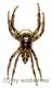 Hyllus giganteus ( biggest Jumping Spider )