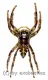 Hyllus giganteus ( biggest Jumping Spider )