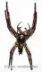 Hyllus giganteus ( biggest Jumping Spider ) A1-