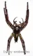Hyllus giganteus ( biggest Jumping Spider )