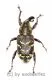Hylobius abientis ( 5 – 14 )
