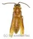 Hymenoptera spec. #12 ( 15 – 24 )