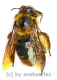 Hymenoptera spec. #13 ( 25 – 34 ) A2