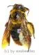 Hymenoptera spec. #13 ( 25 – 34 ) A1/A-
