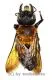 Hymenoptera spec. #16