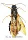 Hymenoptera spec. #17