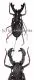 Hypocnotus rangunensis ( Medium )