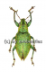 Hypomeces squamosus ( grüne var. ) ( 10 – 19 )