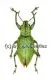Hypomeces squamosus ( grüne var. ) ( 10 – 19 )