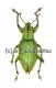 Hypomeces squamosus ( grüne var. )