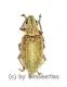Hypomeces squamosus ( braune var. ) ( 10 – 19 )