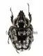 Hypselogenia geotrupina A2