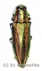 Iridotaenia tonkinea ( 20 – 29 )