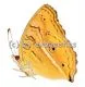 Junonia almana almana A1-