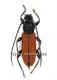 Lachnopterus socius ( 15 - 19 )
