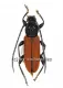 Lachnopterus socius ( 15 - 19 )