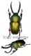 Lamprima adolphinae ( 40 – 44 )