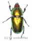 Lamprima adolphinae ( 20 – 24 )