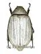 Lepidiota stigma ( weisse var. ) ( 35 – 49 )