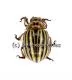 Leptinotarsa decemlineata ( Kartoffelkäfer ) ( 10 – 14 )
