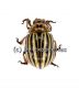 Leptinotarsa decemlineata ( Kartoffelkäfer )