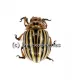 Leptinotarsa decemlineata ( Kartoffelkäfer )