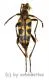 Leptura aurosericans ( 20 - 24 ) A1-