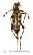 Leptura aurosericans ( 20 - 29 )