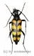 Leptura quadrifasciata ( 20 – 24 )