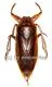 Lethocerus grandis ( 70 – 84 )