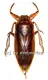 Lethocerus grandis ( 70 – 84 )